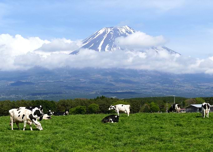 Cow