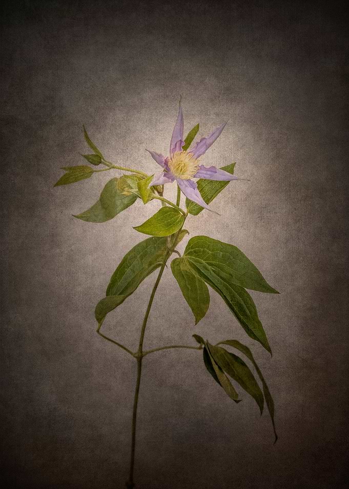 Clematis vintage style