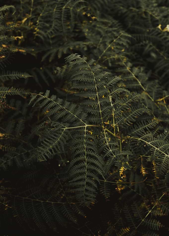 night people jungle tree