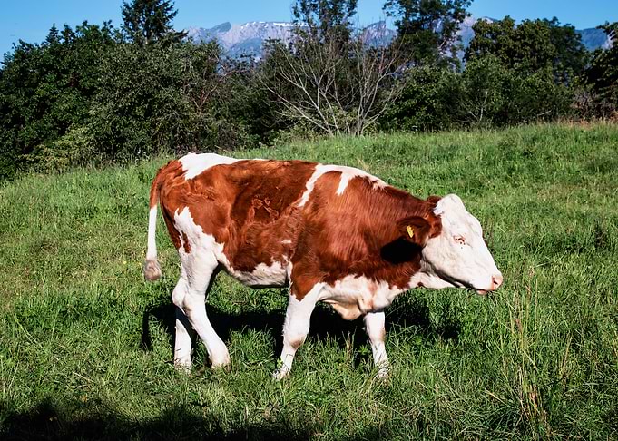 Cow