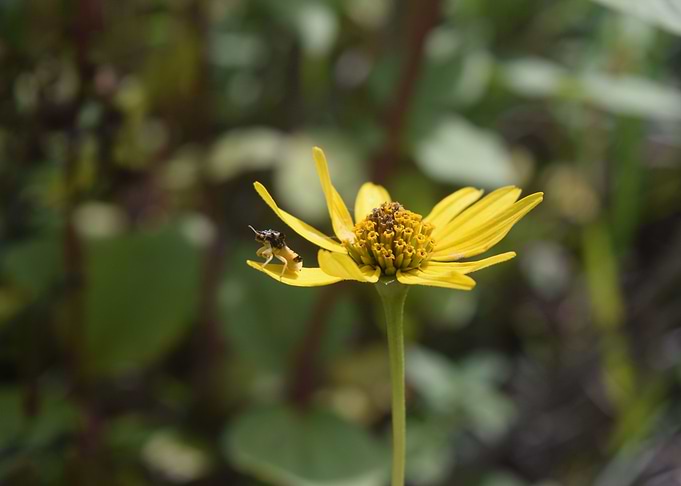 Ambush Bug