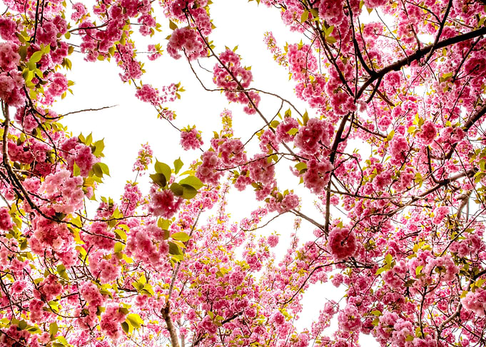 Cherry blossom Sakura tree