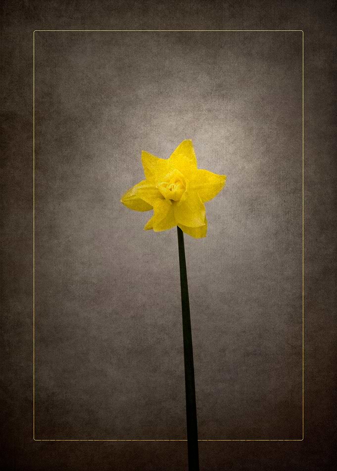 Daffodil vintage style