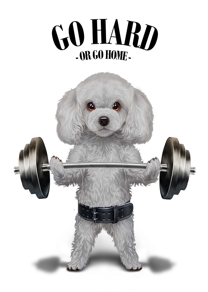 Poodle Dog Weightlifting