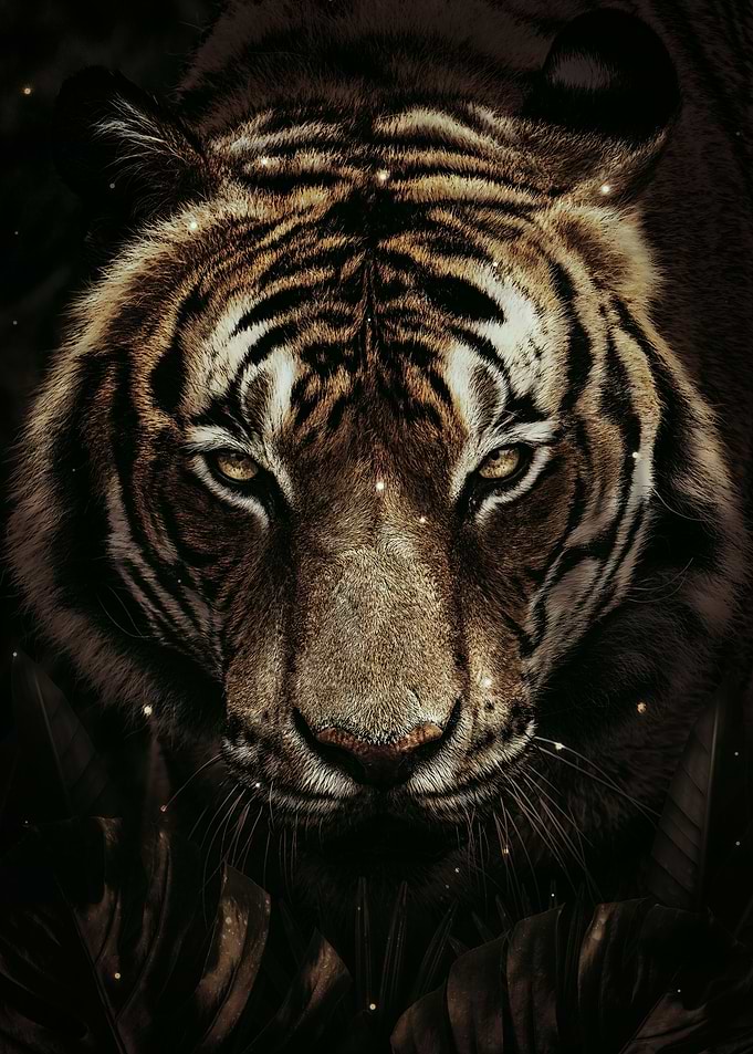 Tiger Portrait