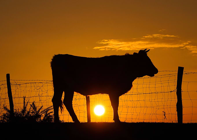 Cow