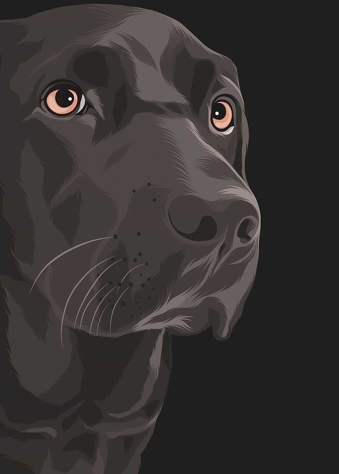 Black Dog 4