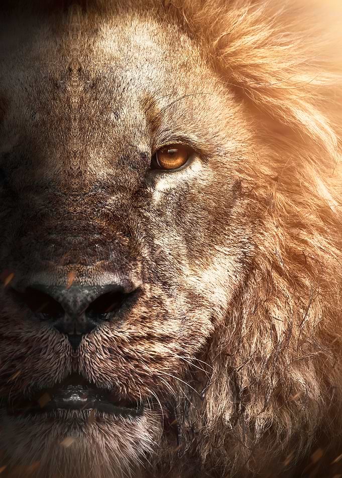 wild African LION face