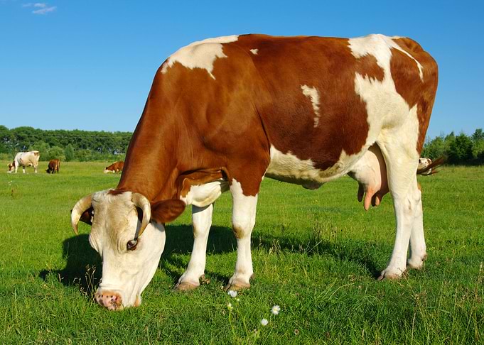 Cow