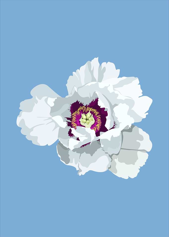 Rocks Peony