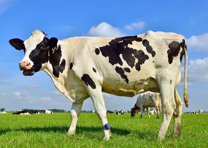 Cow