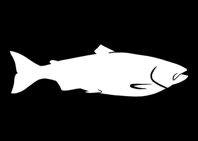 Salmon