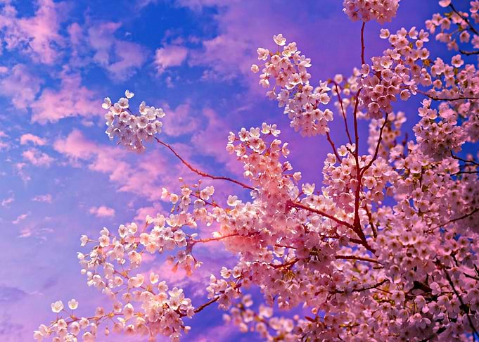 Cherry blossom Sakura