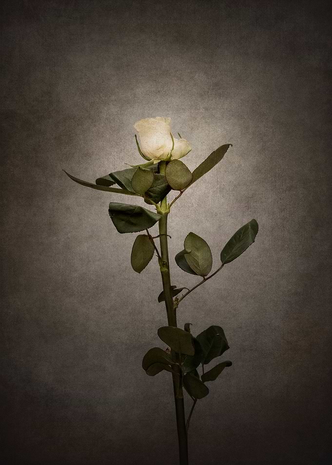 Graceful white Rose