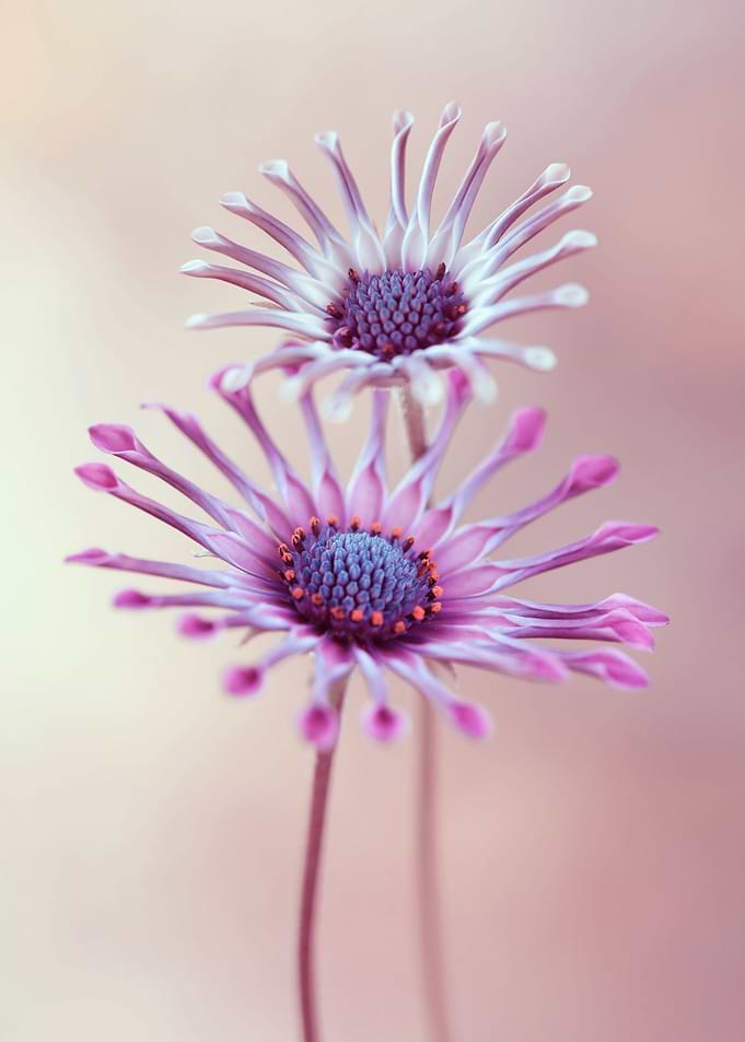 Floral composition