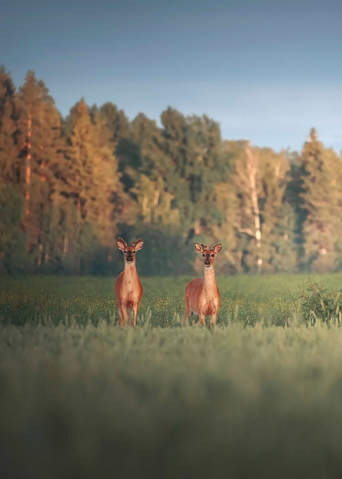 Twins