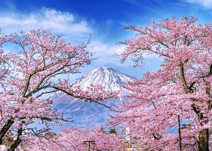 Mt Fuji and Cherry Blossom