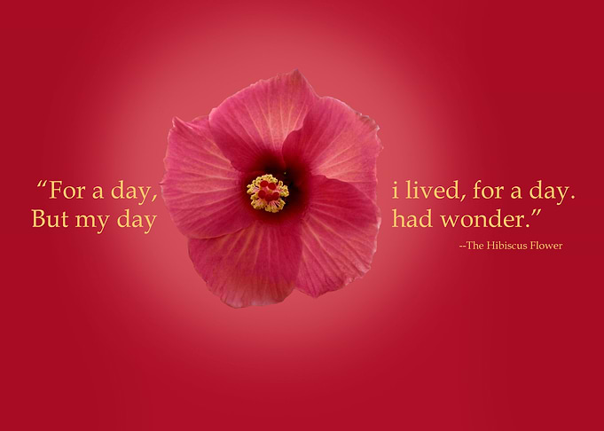 Live with Joy