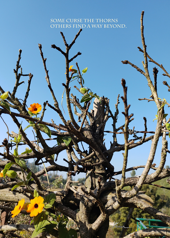 Do not Curse The Thorns