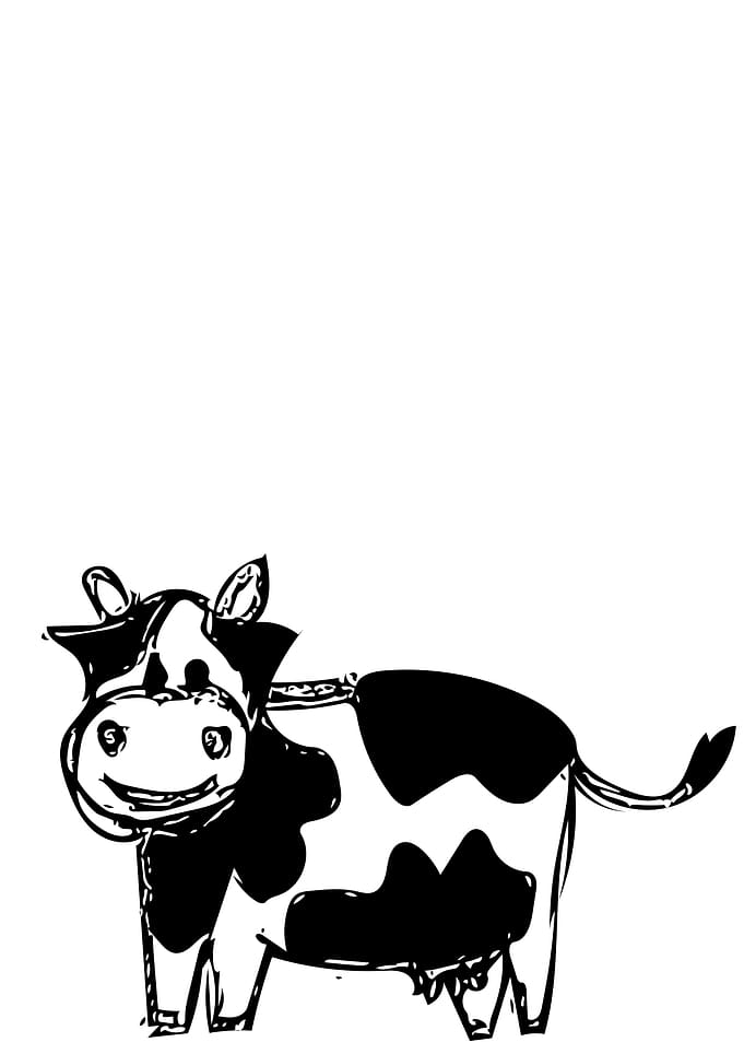 Black and white cow