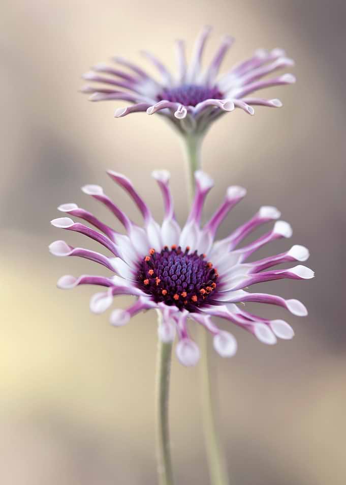 Floral composition