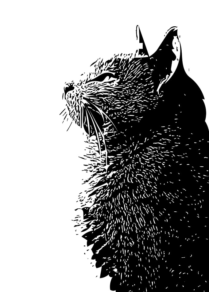 Cat profile shape