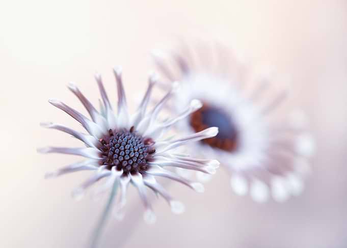 Floral composition