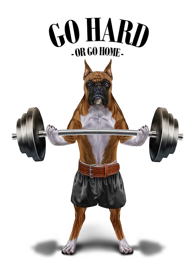 Boxer Dog Weightlifting