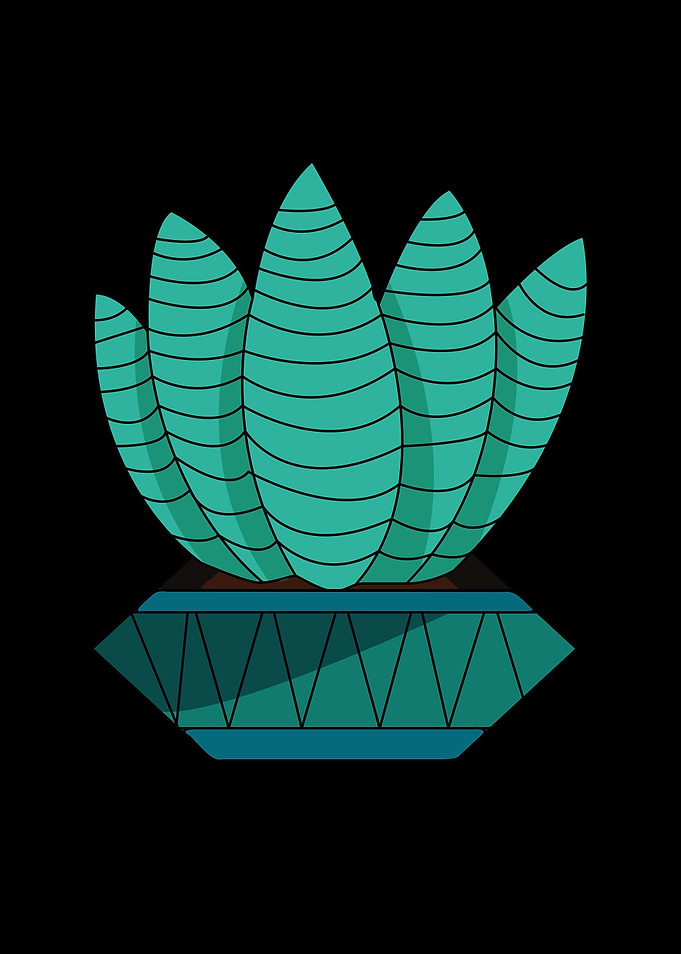 Mini Diamon Cactus