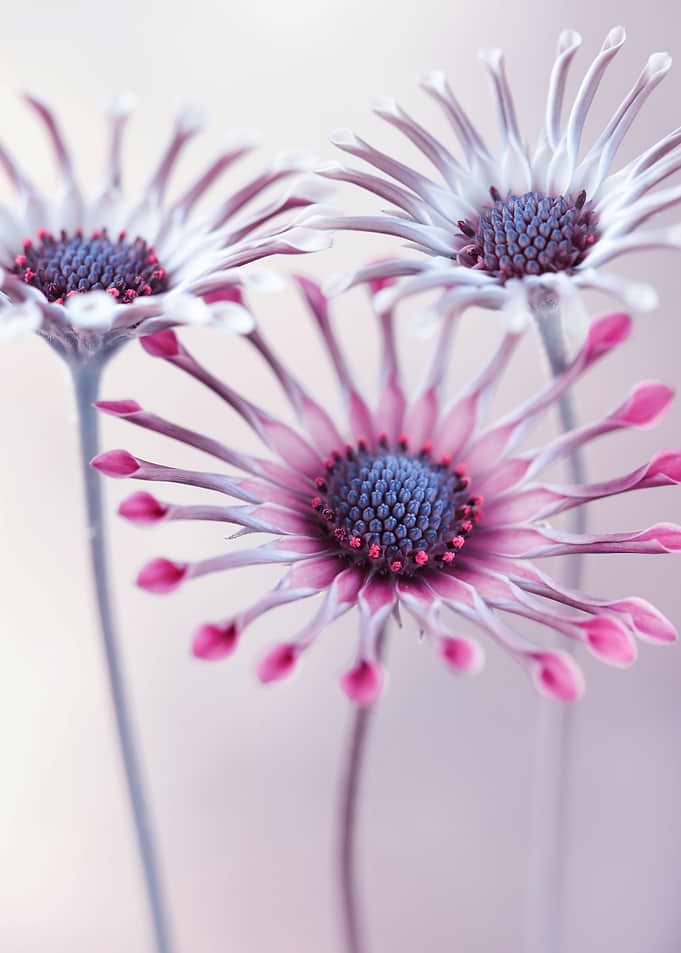 Floral composition