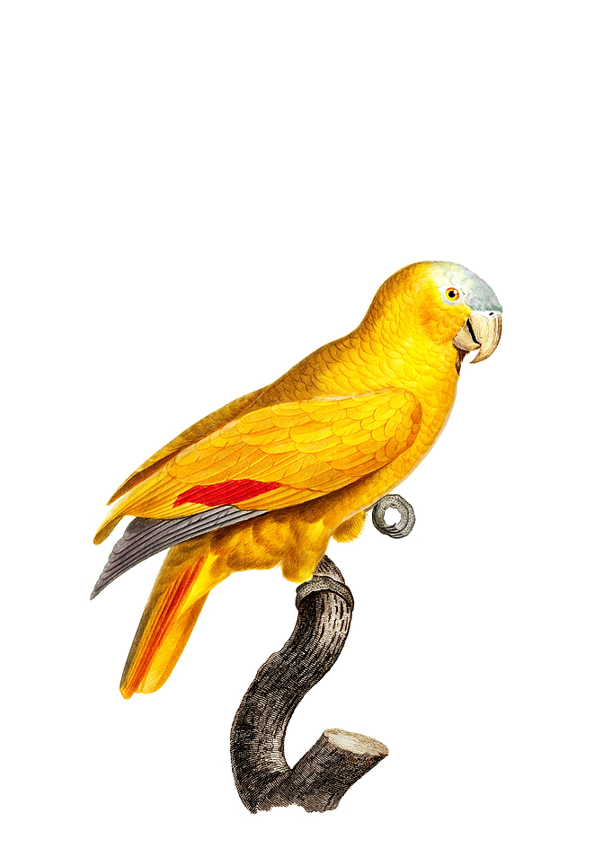 Blue Fronted Parrot Bird