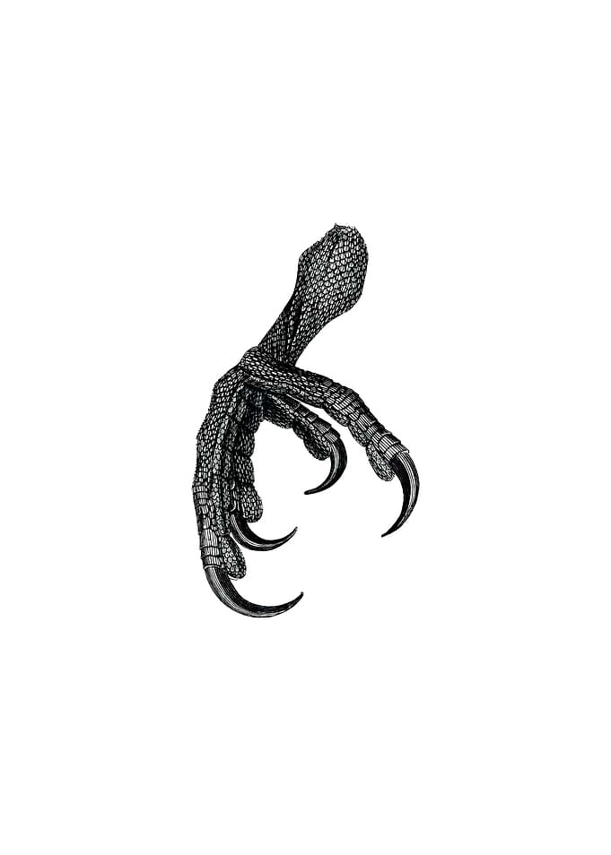 Scarlet Macaw Claw Bird