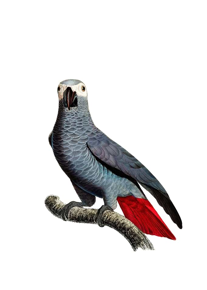 Congo Grey Parrot Bird