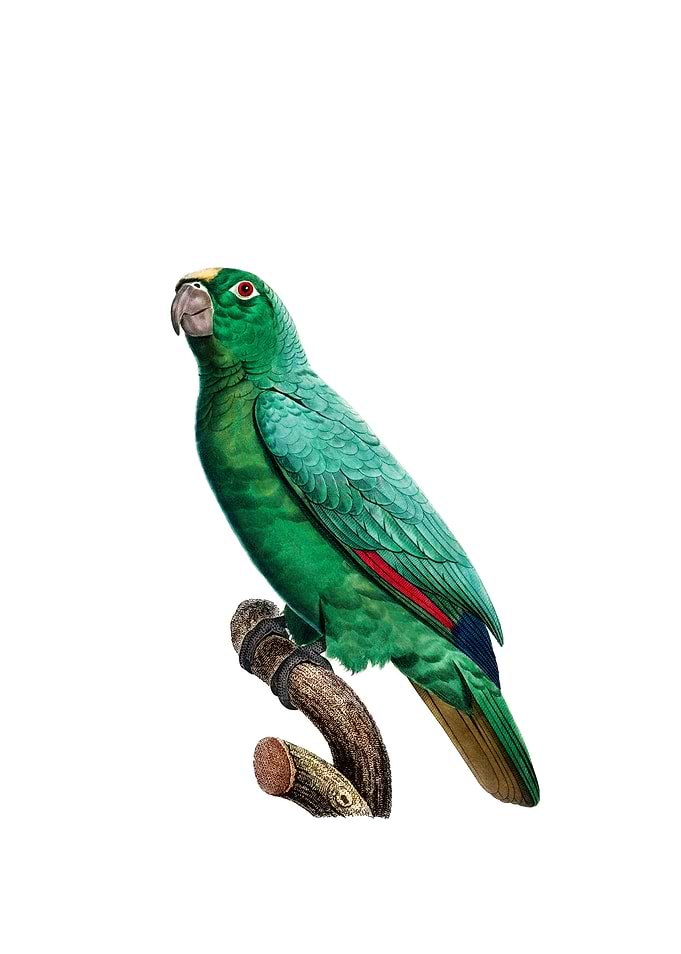 Yellow Crowned Amazon Bird