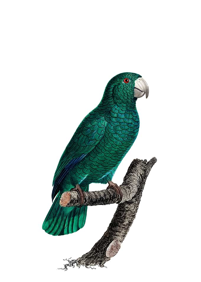 Cuban Amazon Parrot Bird