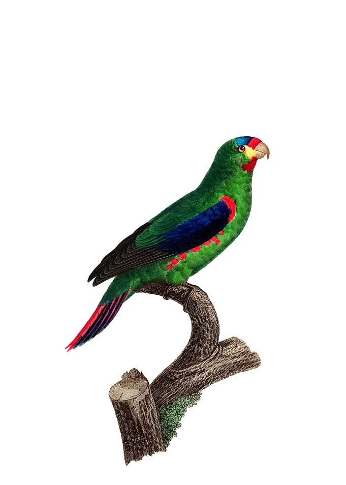 Vintage Swift Parrot Bird