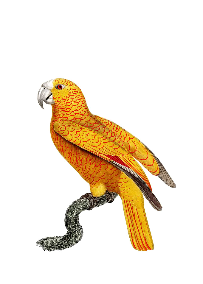 Parrot Of Paradise Of Cuba