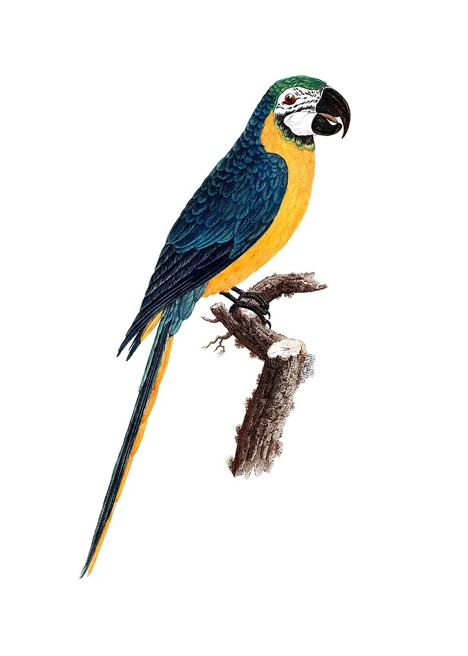Blue And Yellow Macaw Bird