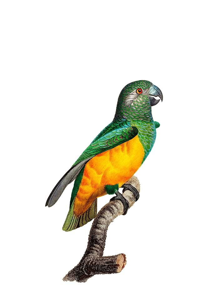 Exotic Senegal Parrot Bird