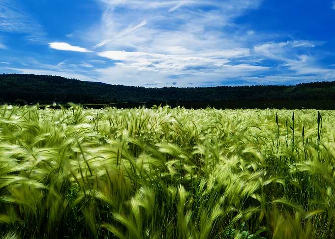 Field
