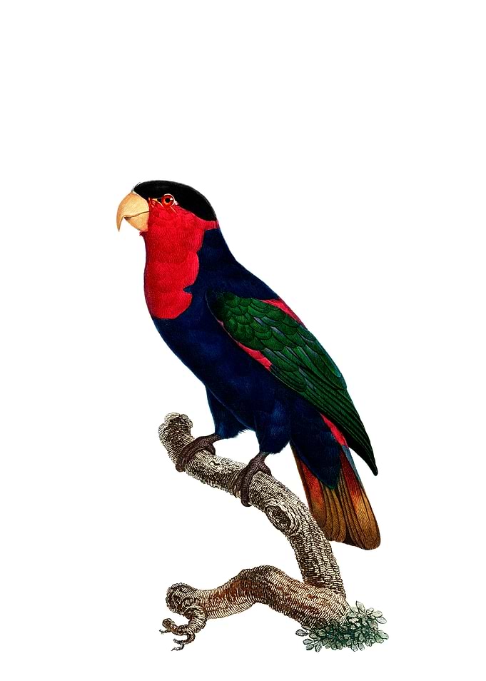 Western Back Capped Lory