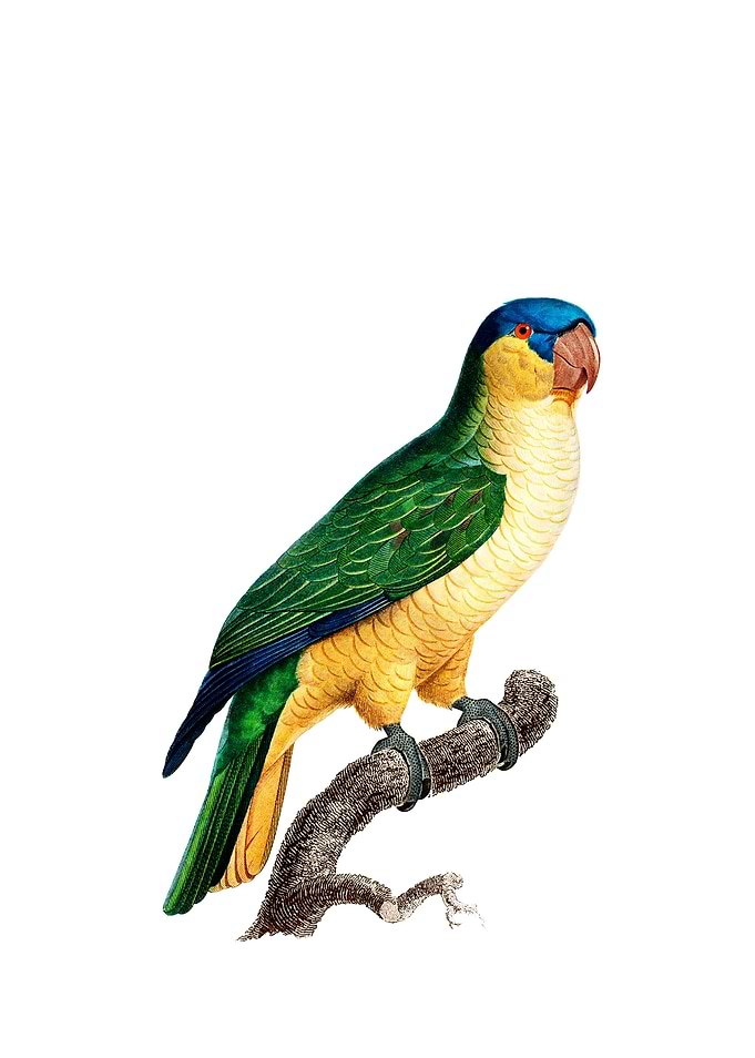 Black Lored Parrot Bird