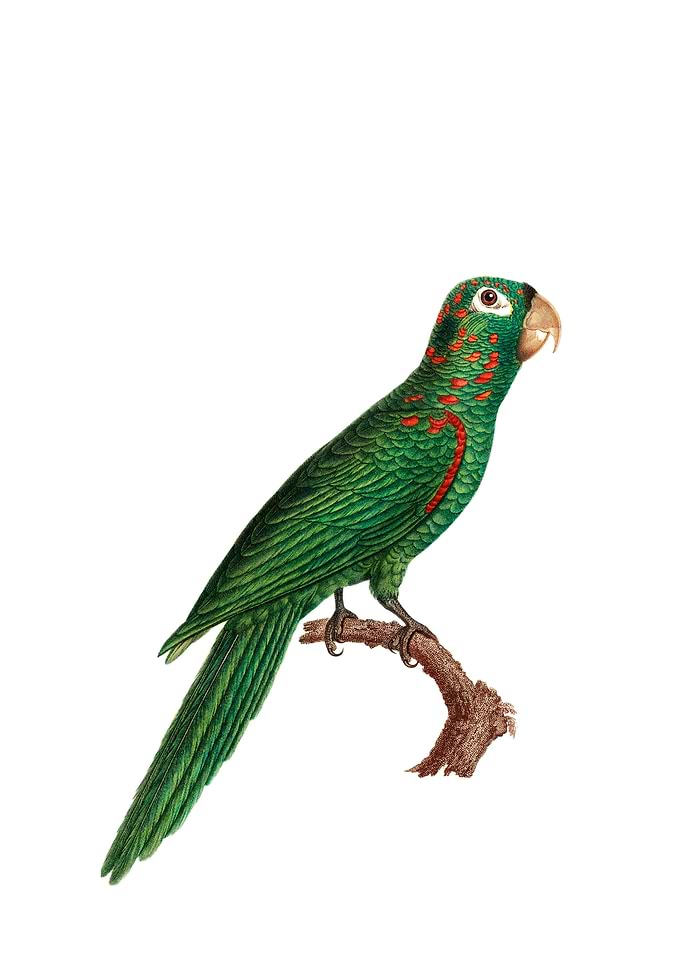 Red Spectacled Amazon Bird
