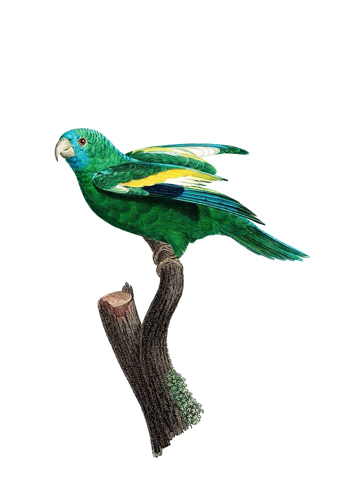 White Winged Parakeet Bird