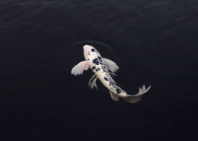 Black and white Koi Fish