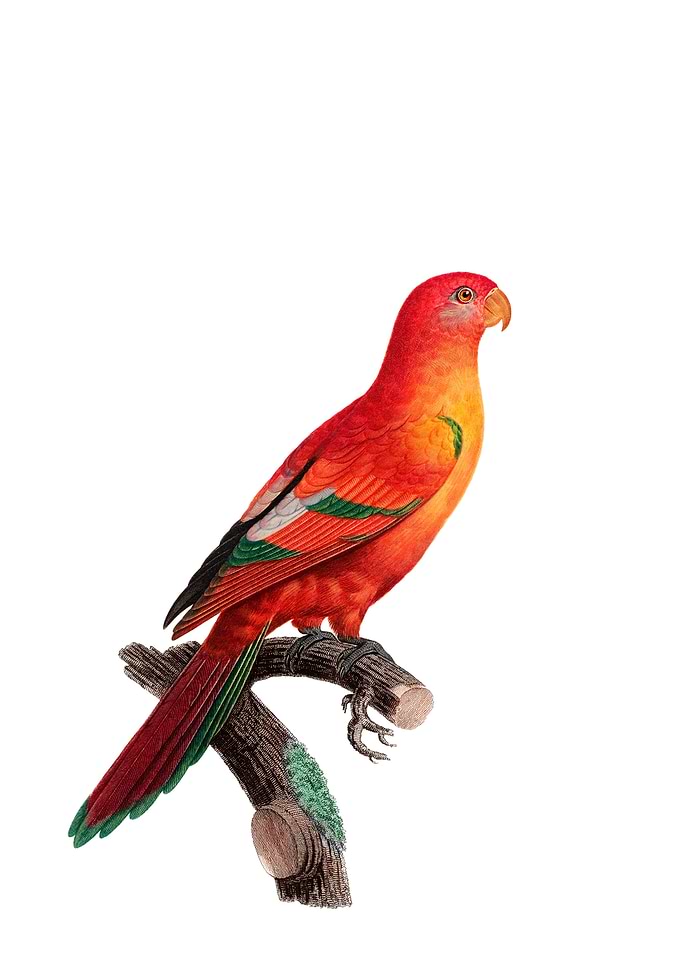 Crimson Shining Parrot