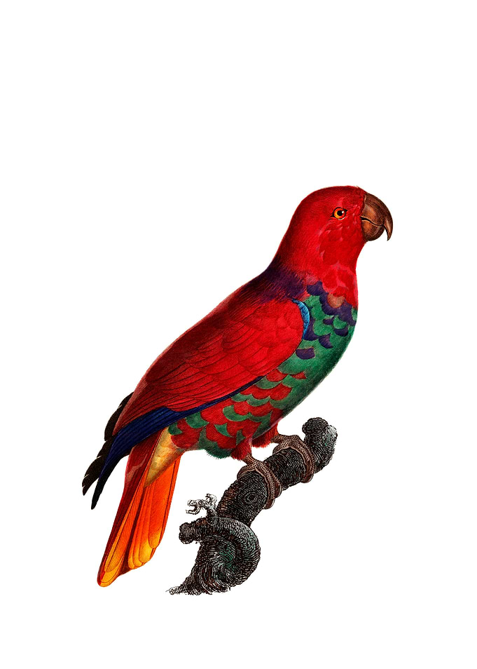 Eclectus Parrot Bird