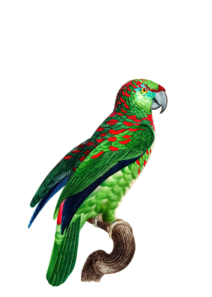 Turquoise Fronted Amazon