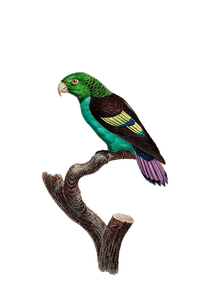 Black Winged Parakeet Bird