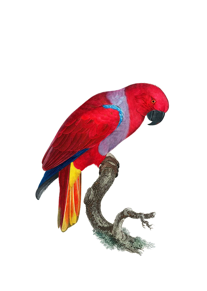 Eclectus Parrot Bird